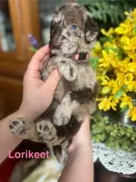 Lorikeet - Stnd Multigen, a female Goldendoodle for sale in West Haven, CT – Photo 5 of 10