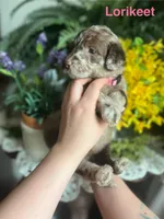 Lorikeet - Stnd Multigen, a female Goldendoodle for sale in West Haven, CT – Photo 6 of 10