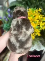 Lorikeet - Stnd Multigen, a female Goldendoodle for sale in West Haven, CT – Photo 8 of 10