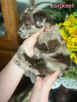 Lorikeet - Stnd Multigen, a female Goldendoodle for sale in West Haven, CT – Photo 10 of 10