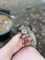 Lorikeet - Stnd Multigen, a female Goldendoodle for sale in West Haven, CT – Photo 4 of 10