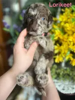 Lorikeet - Stnd Multigen, a female Goldendoodle for sale in West Haven, CT – Photo 7 of 10