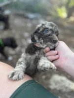 Lorikeet - Stnd Multigen, a female Goldendoodle for sale in West Haven, CT – Photo 2 of 10