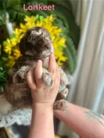 Lorikeet - Stnd Multigen, a female Goldendoodle for sale in West Haven, CT – Photo 9 of 10