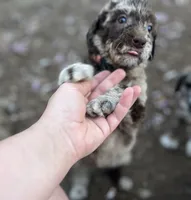 Lorikeet - Stnd Multigen, a female Goldendoodle for sale in West Haven, CT – Photo 1 of 10
