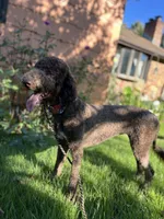 Egret, a female Goldendoodle for sale in West Haven, CT – 9 of 10
