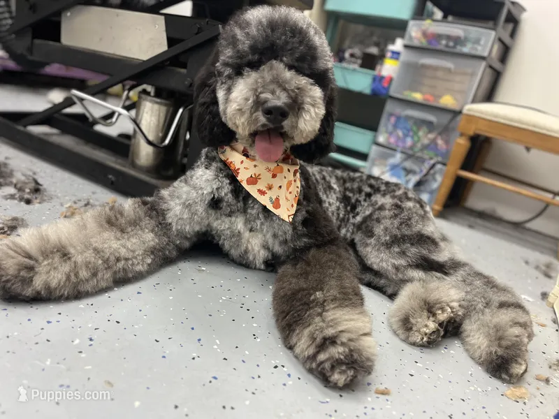 Hoatzin - Multigen STND, a female Goldendoodle for sale in West Haven, CT – Photo 1 of 9