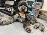 Hoatzin - Multigen STND, a female Goldendoodle for sale in West Haven, CT – Photo 1 of 9