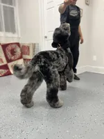 Hoatzin - Multigen STND, a female Goldendoodle for sale in West Haven, CT – Photo 6 of 9