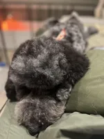 Hoatzin - Multigen STND, a female Goldendoodle for sale in West Haven, CT – Photo 9 of 9