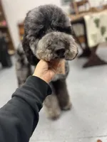 Hoatzin - Multigen STND, a female Goldendoodle for sale in West Haven, CT – Photo 7 of 9