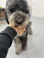 Hoatzin - Multigen STND, a female Goldendoodle for sale in West Haven, CT – Photo 5 of 9