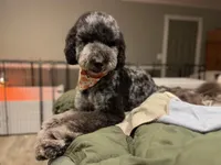 Hoatzin - Multigen STND, a female Goldendoodle for sale in West Haven, CT – Photo 8 of 9