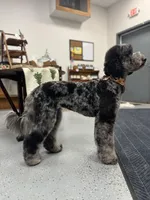Hoatzin - Multigen STND, a female Goldendoodle for sale in West Haven, CT – Photo 2 of 9