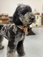 Hoatzin - Multigen STND, a female Goldendoodle for sale in West Haven, CT – Photo 3 of 9