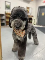 Hoatzin - Multigen STND, a female Goldendoodle for sale in West Haven, CT – Photo 4 of 9