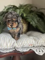 Falkner, a male Miniature Goldendoodle for sale in West Haven, CT – 5 of 10