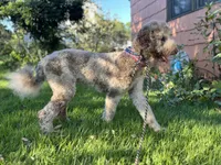 Lorikeet, a female Goldendoodle for sale in West Haven, CT – 2 of 10