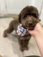 Byron, a male Miniature Goldendoodle for sale in West Haven, CT – 4 of 10