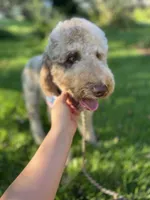 Lorikeet, a female Goldendoodle for sale in West Haven, CT – 10 of 10