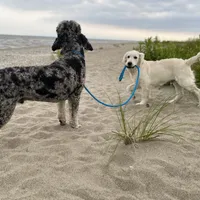 Walter, a male Poodle - Standard  for sale in West Haven, CT – Photo 4 of 4