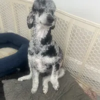 Walter, a male Poodle - Standard  for sale in West Haven, CT – Photo 3 of 4