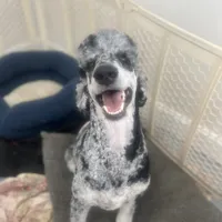 Walter, a male Poodle - Standard  for sale in West Haven, CT – Photo 1 of 4