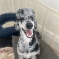 Walter, a male Poodle - Standard  for sale in West Haven, CT – Photo 2 of 4