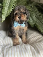 Falkner, a male Miniature Goldendoodle for sale in West Haven, CT – 4 of 10