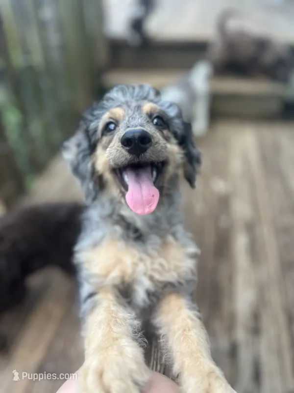 Brawly – Miniature Goldendoodle puppy for sale in West Haven, CT