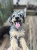 Brawly, a male Miniature Goldendoodle for sale in West Haven, CT – 1 of 10
