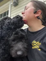Scarlet, a female Goldendoodle for sale in West Haven, CT – 3 of 10