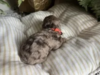 John - large mini, a male Miniature Goldendoodle for sale in West Haven, CT – 4 of 5