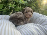Red, a male Miniature Goldendoodle for sale in West Haven, CT – 9 of 10