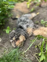Falkner, a male Miniature Goldendoodle for sale in West Haven, CT – 3 of 8
