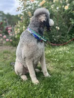 Loki - Neutered, a male Goldendoodle for sale in West Haven, CT – 9 of 10