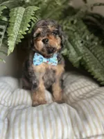 Falkner, a male Miniature Goldendoodle for sale in West Haven, CT – 9 of 10