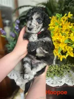 HooPoe - Stnd Multigen, a female Goldendoodle for sale in West Haven, CT – Photo 4 of 9