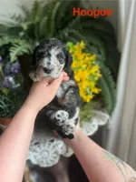 HooPoe - Stnd Multigen, a female Goldendoodle for sale in West Haven, CT – Photo 5 of 9