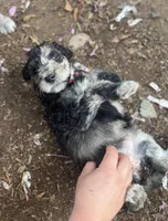 HooPoe - Stnd Multigen, a female Goldendoodle for sale in West Haven, CT – Photo 3 of 9