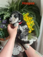 HooPoe - Stnd Multigen, a female Goldendoodle for sale in West Haven, CT – Photo 6 of 9