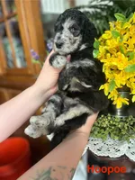 HooPoe - Stnd Multigen, a female Goldendoodle for sale in West Haven, CT – Photo 9 of 9