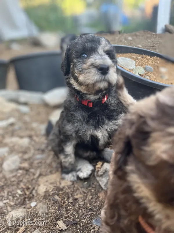 HooPoe - Stnd Multigen, a female Goldendoodle for sale in West Haven, CT – Photo 1 of 9