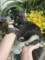 HooPoe - Stnd Multigen, a female Goldendoodle for sale in West Haven, CT – Photo 7 of 9