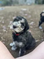 HooPoe - Stnd Multigen, a female Goldendoodle for sale in West Haven, CT – Photo 2 of 9