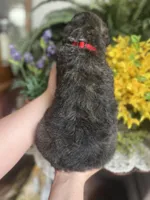 HooPoe - Stnd Multigen, a female Goldendoodle for sale in West Haven, CT – Photo 8 of 9