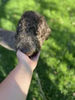 Egret, a female Goldendoodle for sale in West Haven, CT – 6 of 10