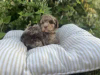 Red, a male Miniature Goldendoodle for sale in West Haven, CT – 6 of 10