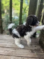 Bear, a male Miniature Goldendoodle for sale in West Haven, CT – 2 of 10