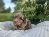 Red, a male Miniature Goldendoodle for sale in West Haven, CT – 10 of 10